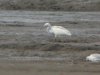 Little Egret at Wakering Stairs (Steve Arlow) (53179 bytes)